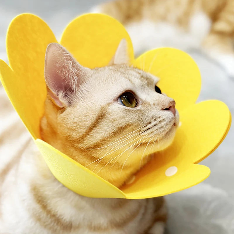 Collare di Recupero Morbido Post-Operatorio per Cani e Gatti – Alternativa Comoda al Cono Rigido