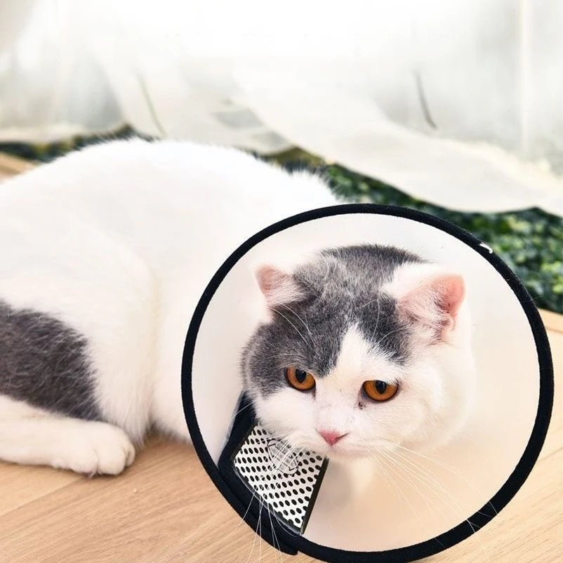 Collare Elisabettiano Trasparente per Cani e Gatti – Anti-Morso Post-Operatorio, 9 Taglie
