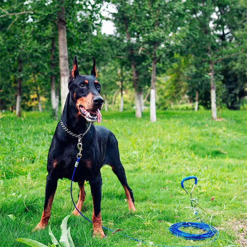 Collare a Catena in Acciaio Inox per Addestramento Cani – Regolabile, 4 Misure, Anti-Ruggine